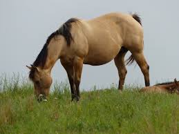 Image result for Light Buckskin 1989 Colt