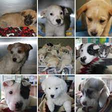 Maybe you would like to learn more about one of these? Adoption Information Gallup Nm Official Website