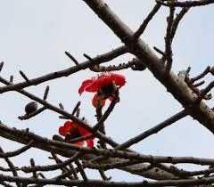 Image result for Bombax ceiba