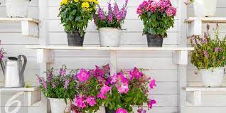 Maybe you would like to learn more about one of these? 10 Macam Macam Tanaman Hias Dalam Pot Mudah Dirawat Dan Mencerahkan Rumah Merdeka Com