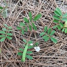 Image result for Tephrosia pumila