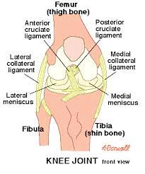 Check spelling or type a new query. Medical Definition Of Collateral