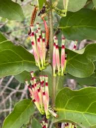 Image result for Tapinanthus erectotruncatus