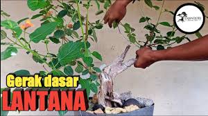 Tips Dan Proses Pembentukan Awal Bonsai Lantana Youtube
