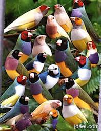 روعة الخلق صور اجمل الوان الطيور منتدى جدايل Colorful Birds Finches Bird Pet Birds