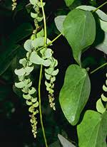 Image result for Menispermaceae