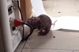 At du har rotter i huset innebærer ikke at du har en skade, men når dyrene påfører skader eller det begynner å lukte, kan det være en forsikringssak. Vestfold Bolig Na Kommer Rottene Her Er Ekspertens Tips Til Hvordan Du Sikrer Huset Ditt