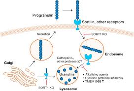 Download as pdf, txt or read online from scribd. Intracellular Proteolysis Of Progranulin Generates Stable Lysosomal Granulins That Are Haploinsufficient In Patients With Frontotemporal Dementia Caused By Grn Mutations Eneuro