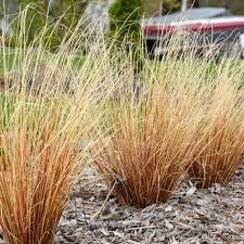 Image result for Cynorkis buchananii