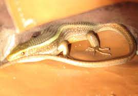 Check spelling or type a new query. Aranai A Day Out With Lizards This Lizard Is The One That Flickr
