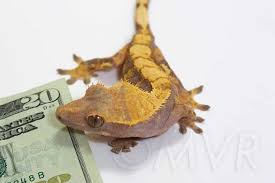 Crested Gecko Morph Guide Colors Morphs And Traits