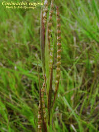 Image result for Coelorachis