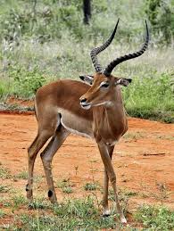Impala Impala Animal Impala Animals Beautiful