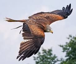 Uk Birds Of Prey Images Red Kite One Of The Uk S Rarest Birds Of Prey Red Kite Pet Birds Owl Sanctuary
