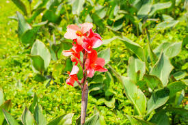 Image result for Cannaceae