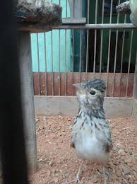 Yang menjadikan burung ini memiliki keistimewaan dibandingkan dengan burung yang lain yaitu, burung. Burung Branjangan Gacor Mp3 Gambar Burung