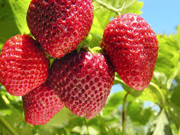 Image result for strawberry