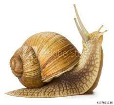 Download Garden Snail Isolated On White Stock Photo And Explore Similar Images At Adobe Stock In 2021 Snails In Garden Snail Art Snail
