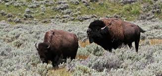 Yellowstone Bison Yellowstone National Park U S National