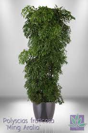 Aralia Plant Pictures Yahoo Search Results Plants Plant Pictures Types Of Plants