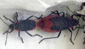 Red and black weaver bug. Mating Red Shouldered Bugs What S That Bug