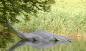 Loch ness monster 40th anniversary. Loch Ness Nessie Erneut Gesichtet Auf Einer Schottland Reise Blogzeit