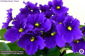 We did not find results for: Optimara Texas Have More Deep Purple Than This I Have It It Blooms Almost Year Around Tbb African Violets Plants African Violets Amazing Flowers
