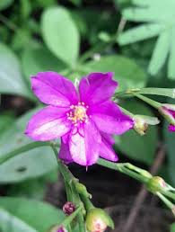 Image result for Talinum fruticosum