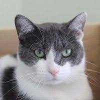 You could meet your new best friend at one of our pet adoption centers! 100 Paws Chicago Adoptable Pets Ideas Paw Adoption Pets