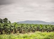 Image result for The Land of Banana