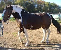 Durch schlechte heuqualität, zu wenig heu, heulagefütterung oder andere erkrankungen kann es zu einer dauerhaften störung der darmflora. Kpu Bei Pferd Und Pony Homo Equus