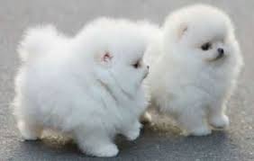 Maybe you would like to learn more about one of these? Cute Little Fluffy Dogs Aww Fluffy Dog Breeds White Fluffy Dog Fluffy Dogs