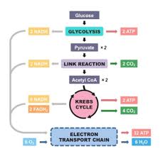 Cellular respiration involves the transport of electrons while the synthesis of atp is a reaction of chemical condensation with the removal of water. Answered Create A Flow Chart Overview Of Bartleby