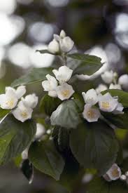 Um ihn zu verjüngen, kappt man alle zwei bis drei jahre etwa ein drittel der älteren triebe dicht über dem boden. Bauernjasmin Pflanzen Und Pflegen Freudengarten
