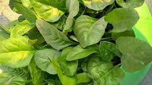 No, it will not stop hair loss immediately. 6 Wonder Foods To Stop Hair Loss Immediately