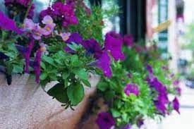 I have 2 pots on my front porch of petunias. How To Care For Petunias In Containers