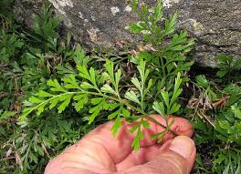 Image result for Asplenium aethiopicum