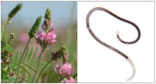 Image result for Crotalaria onobrychis