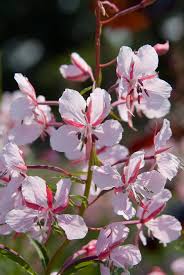 Image result for Stolzia kalkhof-roseae