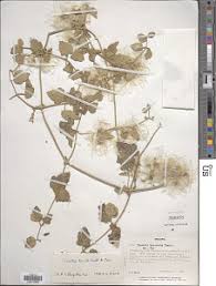 Image result for Clematis hirsuta