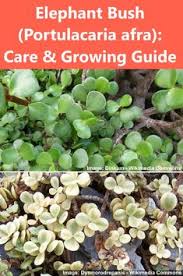 Find new and preloved cactus flower items at up to 70% off retail prices. Marvo Marvoreg Profile Pinterest