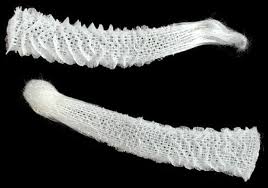 The Venus Flower Basket Scientific Name Euplectella Aspergillum They Are Hexactinellid Sponges In The Phylum Porifera Inhabiting The Sea Shells Shells Venus