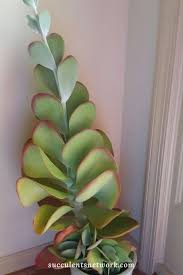 How To Water Succulent Plants Illustrated Guide Succulents Network Succulents Cool Plants Planting Succulents