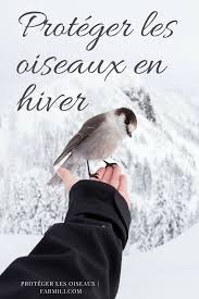 Comment Proteger Les Oiseaux En Hiver Oiseaux Oiseaux Des Jardins Nourriture Oiseaux