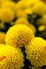 Billy Buttons Flower Essence Best Flower Wallpaper