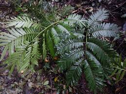 Image result for Ptisana