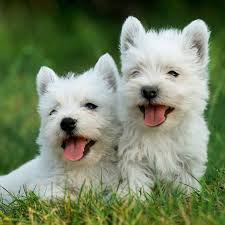 West Highland White Terrier - Mascotas Pets Kennel