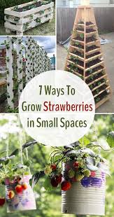 When looking for flowers to grow in your. 7 Different Ways To Grow Strawberries Growing Strawberries Strawberry Plants Strawberry Garden