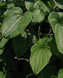 Image result for Dioscorea asteriscus