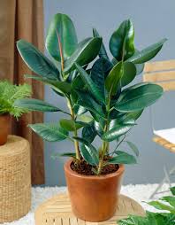 Image result for Ficus elastica